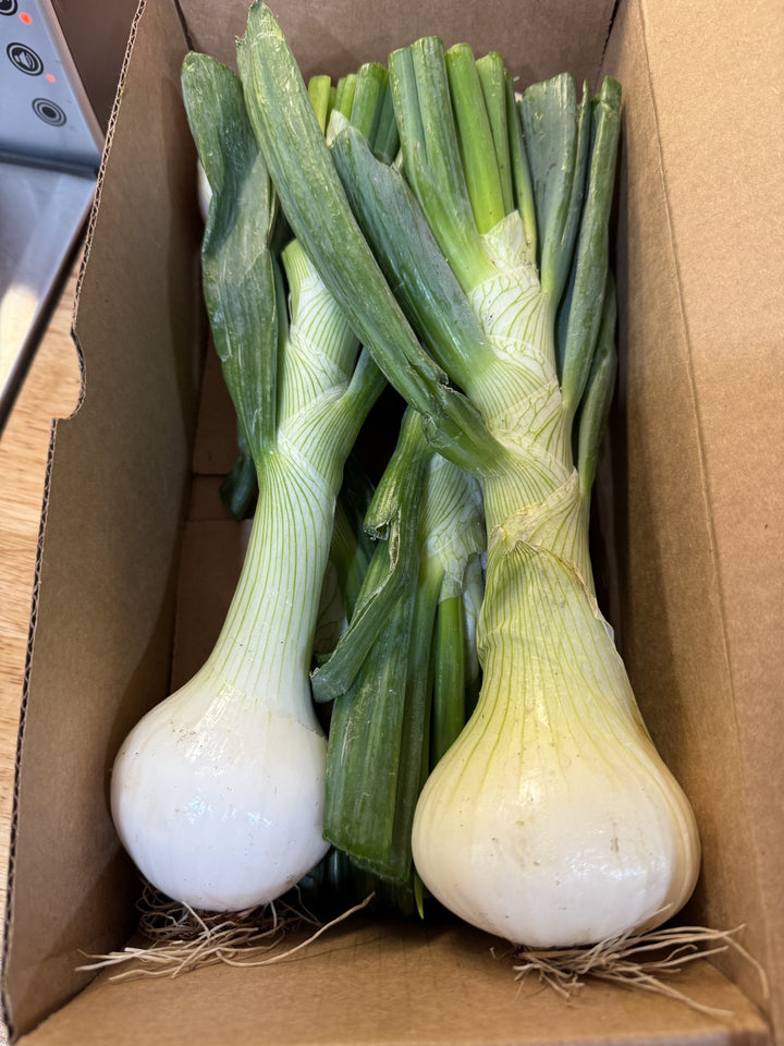 MINI Early Strawberry Onions (4 ONIONS) Strawberry Onions Parkesdale Market