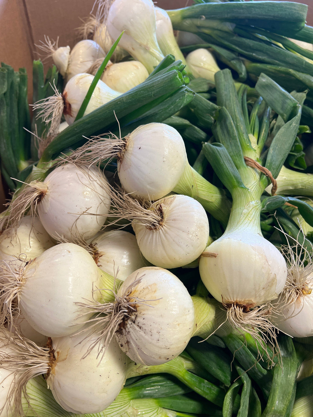 Strawberry Onions (10 onions with trimmed green tops) Strawberry Onions Parkesdale Market