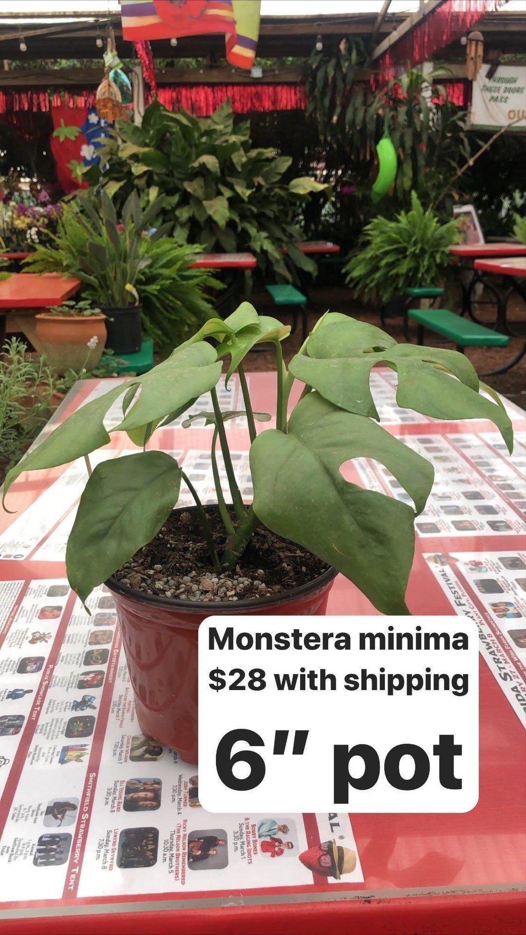 Monstera Minima Mini Swiss Cheese Plant
