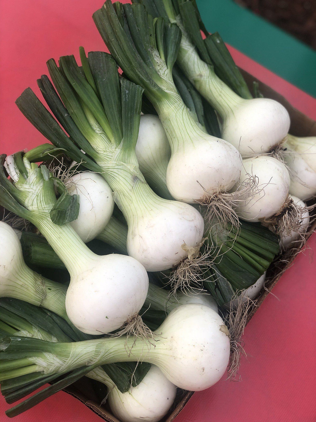 Strawberry Onions With Trimmed Green Tops