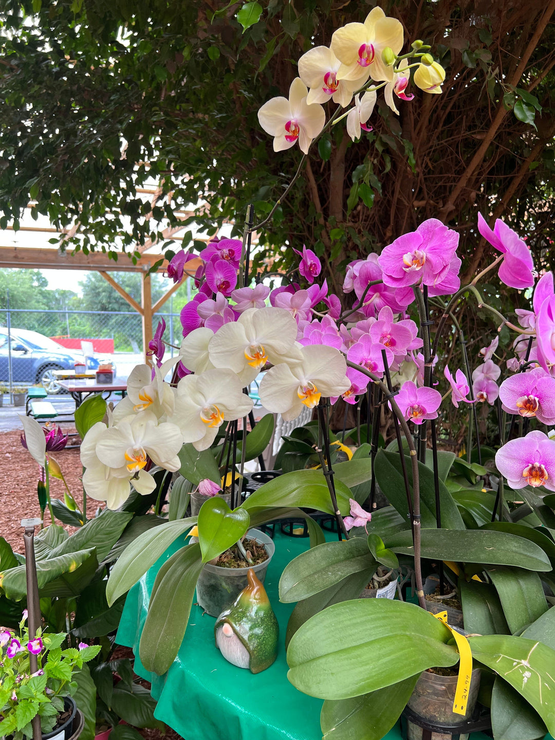How to keep orchids alive Parkesdale Market 