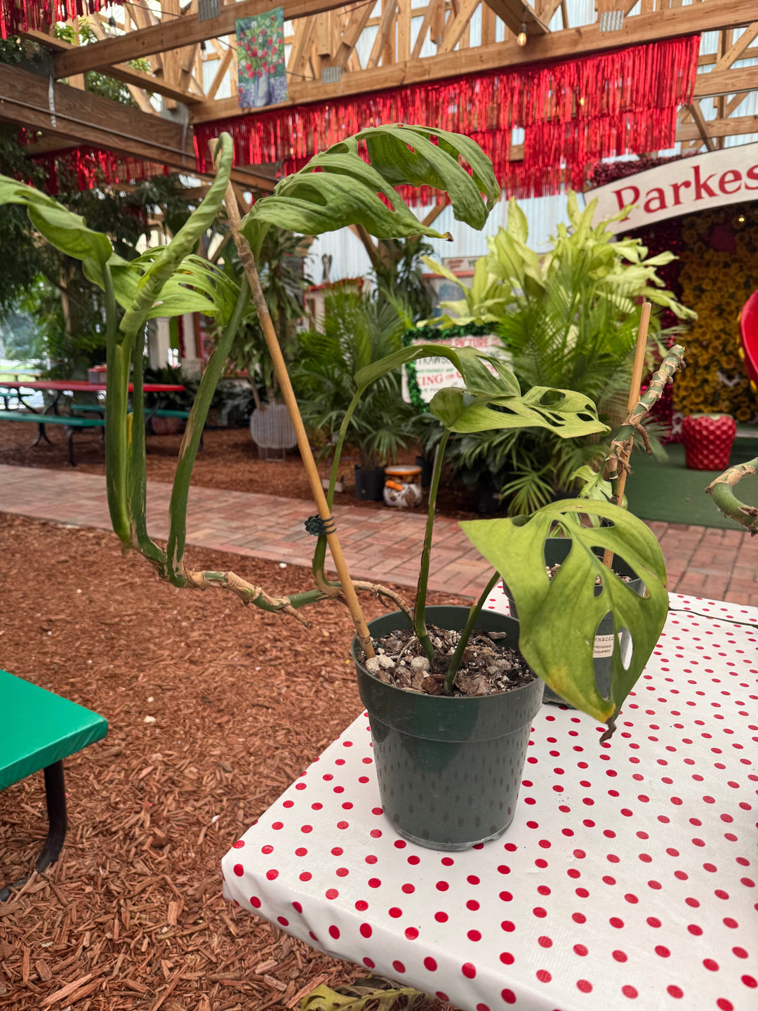 Monstera Esqueleto Parkesdale Market 
