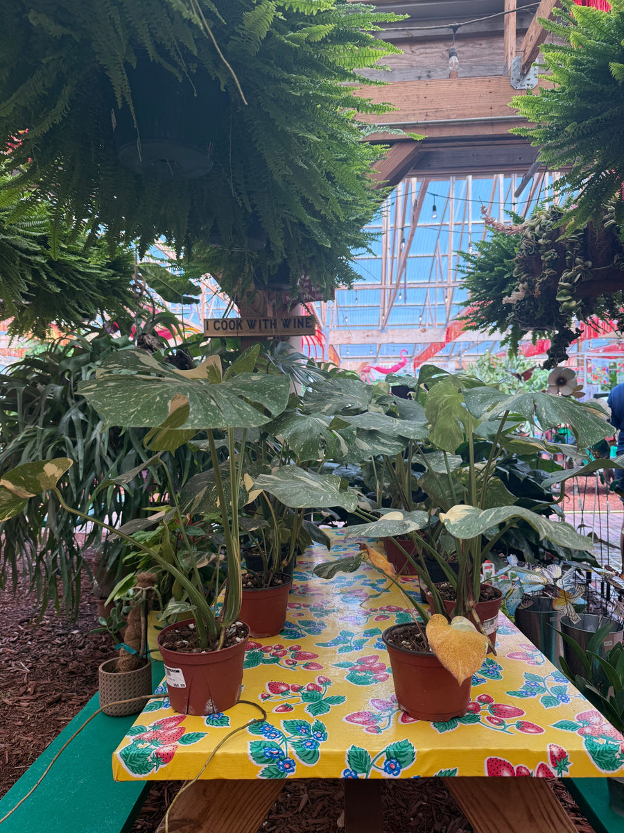 Monstera Thai Constellation Plant Parkesdale 