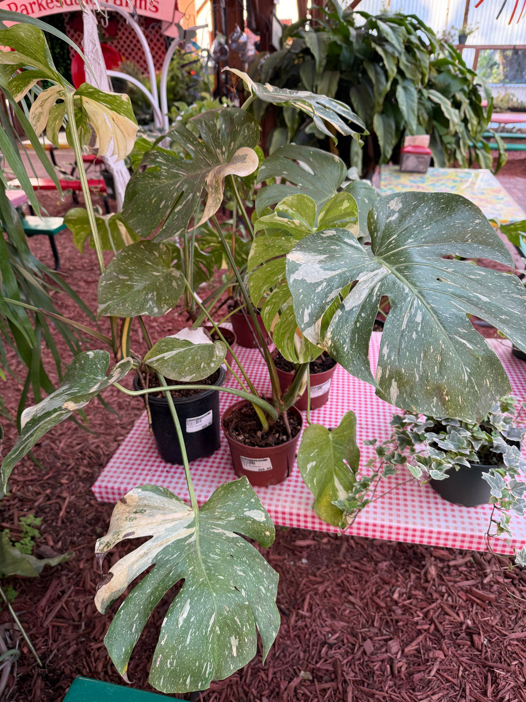 Monstera Thai Constellation Plant Parkesdale 