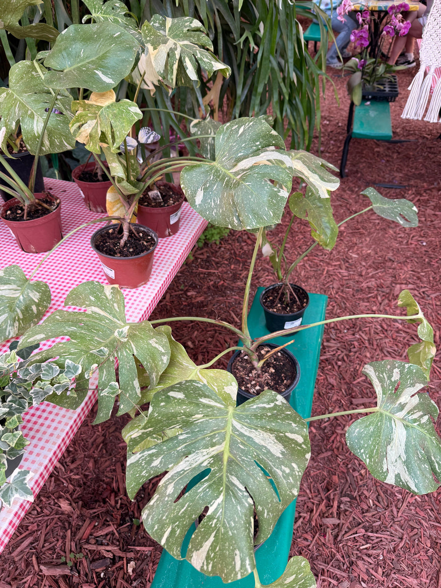 thai constellation monstera for sale Monstera Thai Constellation – Parkesdale Market