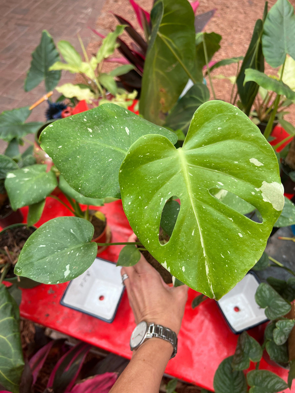 Monstera Thai Constellation Plant Parkesdale 
