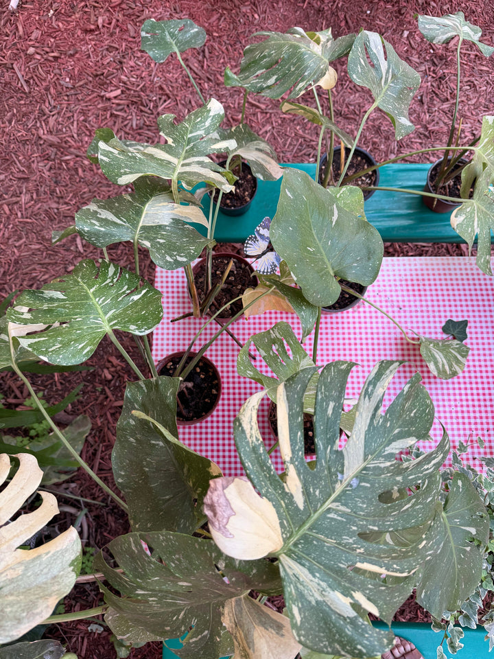 Monstera Thai Constellation Plant Parkesdale 