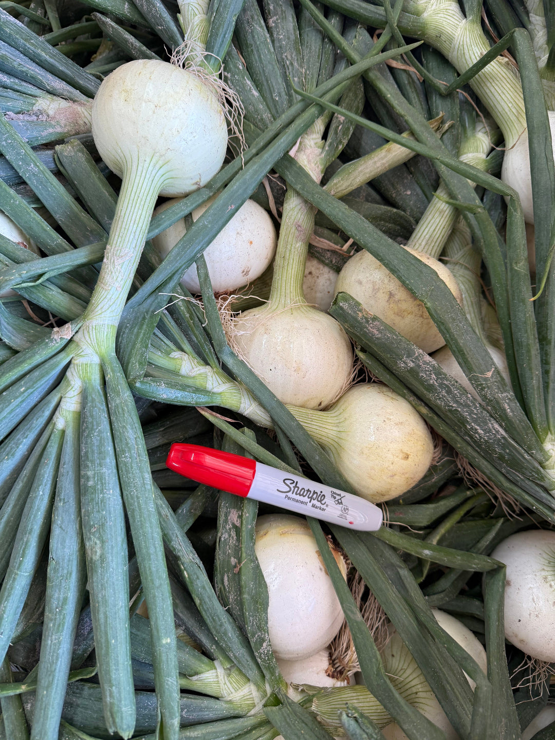Strawberry Onions (10 onions with trimmed green tops) Strawberry Onions Parkesdale Market 