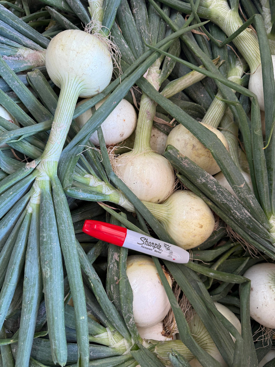 Strawberry Onions (10 onions with trimmed green tops) Strawberry Onions Parkesdale Market 
