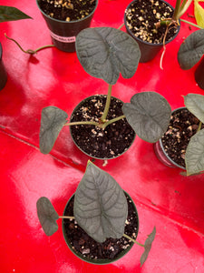4" Alocasia Melo Plant Parkesdale 