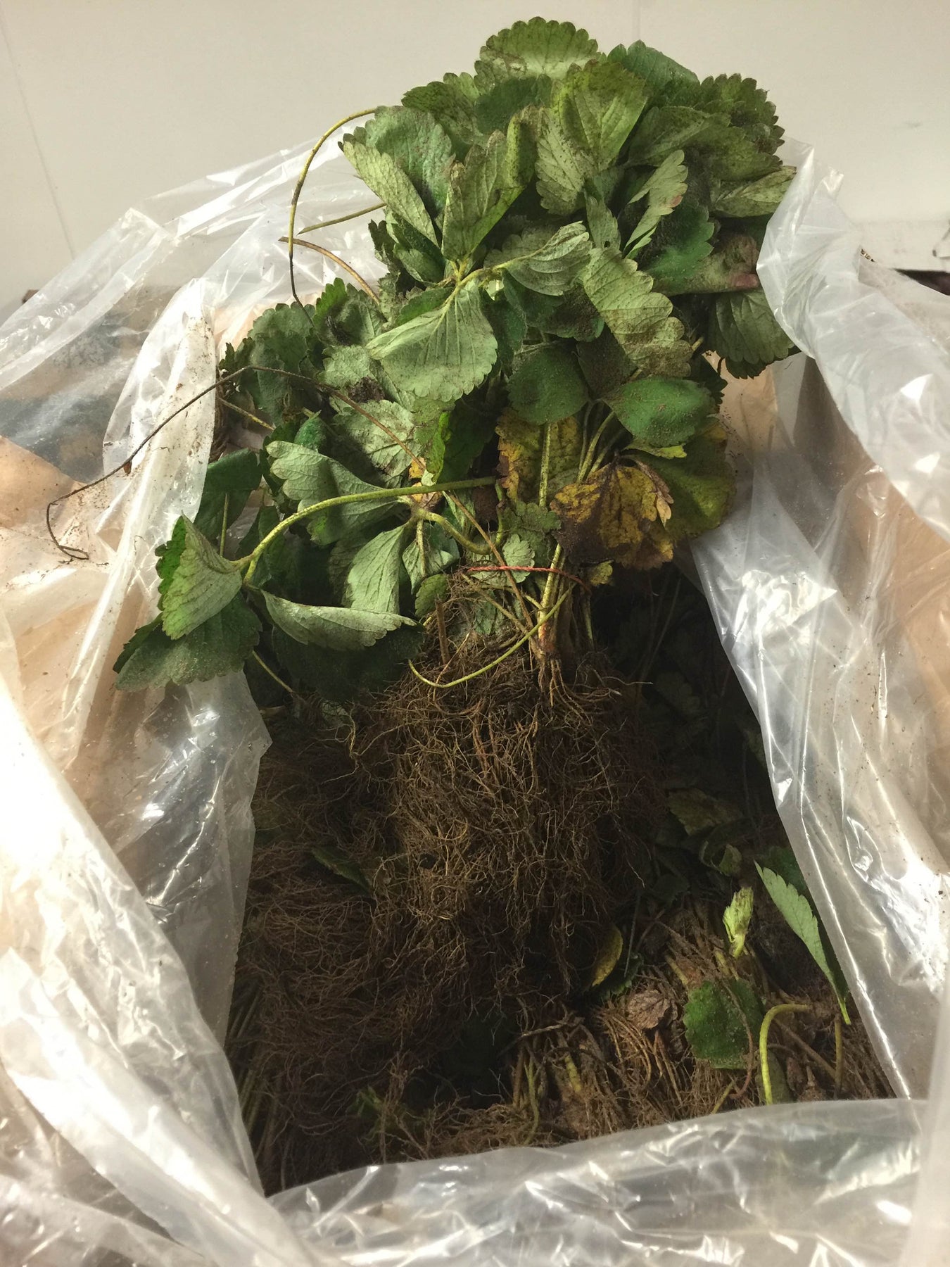 Strawbarry Roots Encore Bare Root Strawberry Plants – Parkesdale Market