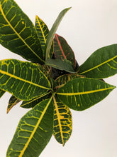 Croton Petra (Includes Shipping) Plant Parkesdale Market 