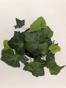 English Ivy (Includes Shipping) Parkesdale Market 