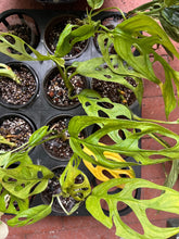 Monstera Indonesia Mint Parkesdale Market 