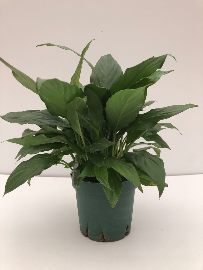 patricia peace lily Peace Lily Plants