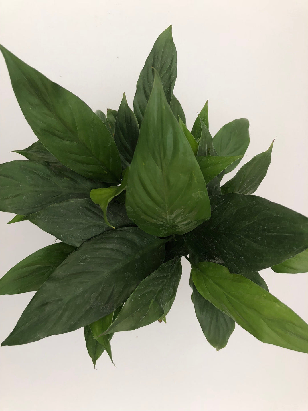 Peace Lily Plants Parkesdale Market 