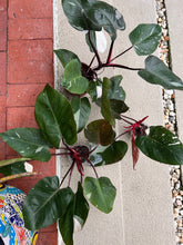 Philodendron Red Anderson Parkesdale Market Large/Low Variegation 