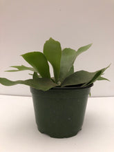 Staghorn Fern