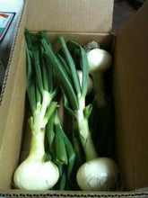 Strawberry Onions (20LBS onions with green tops) - Shipping Included Strawberry Onions Parkesdale Market 