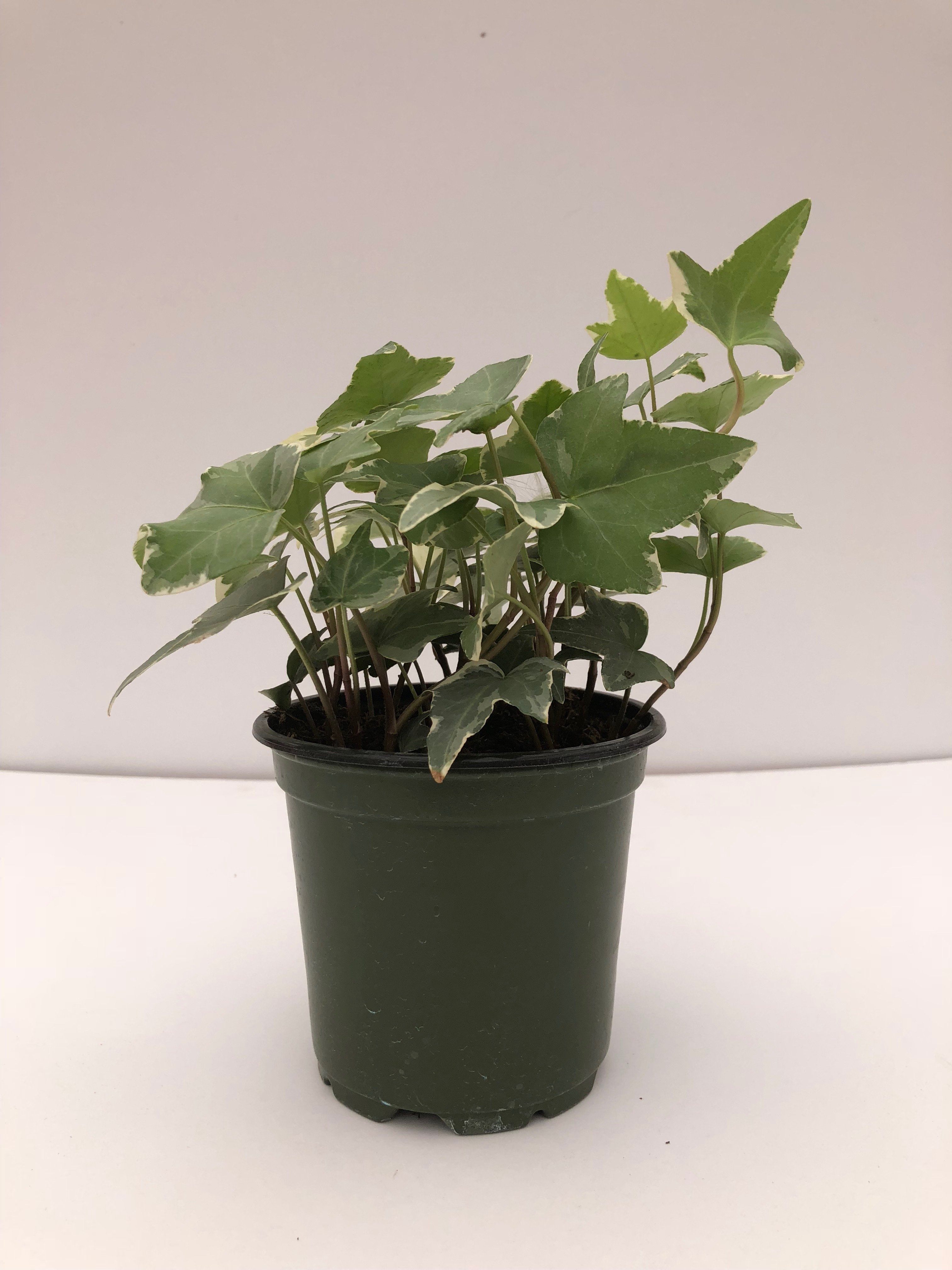 Variegated Ivy &ndash; Parkesdale Market