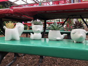 White ceramic animal planter with live succulent - local pickup only Plant Parkesdale Market 
